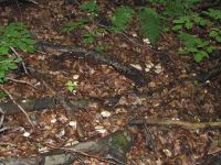 Behangener Faserling